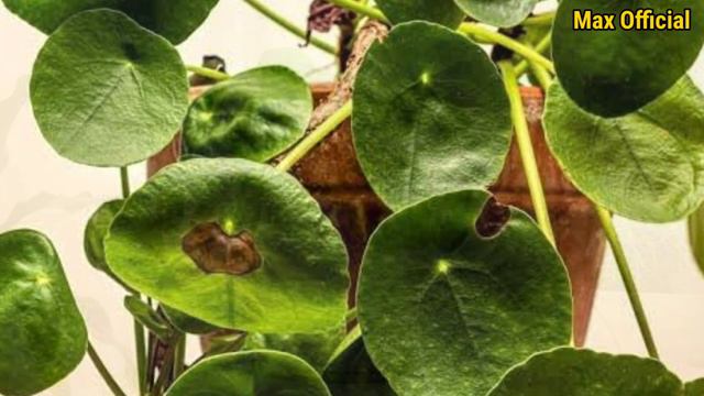 14 Most Popular Ornamental Plants in 2023! смотреть онлайн