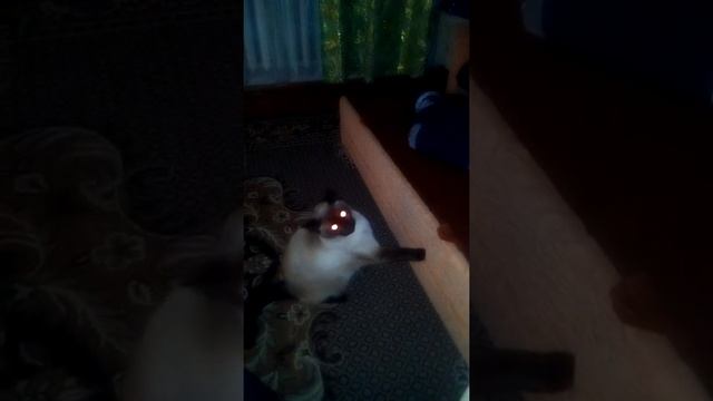 Как взбесить ленивого кота? смотреть онлайн