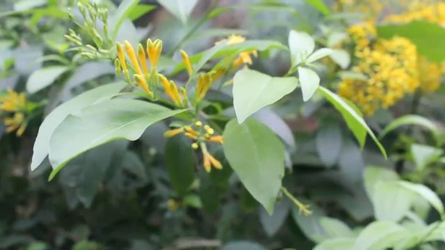 BROOKLYN BOTANIC GARDENS VLOG смотреть онлайн