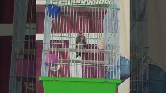 Щегол седоголовый. смотреть онлайн