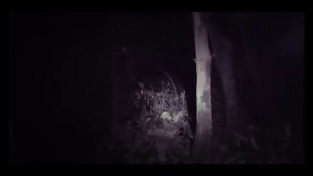 Leopard Sighting Jim Corbett... смотреть онлайн