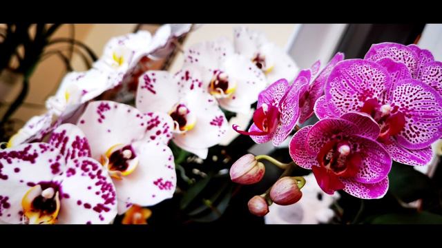 ОРХО РЕАЛИТИ ШОУ #орхидеи #orchid #orchids смотреть онлайн
