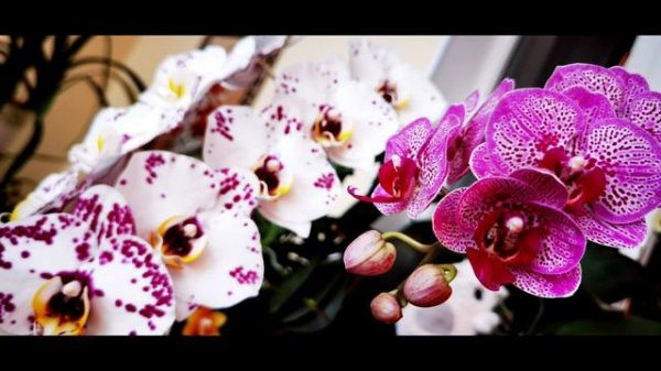ОРХО РЕАЛИТИ ШОУ #орхидеи #orchid #orchids