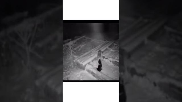 Волк загрыз собаку лайку смотреть онлайн