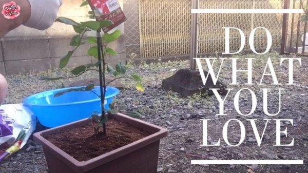 PLANTING "SCENTIMENTAL ROSE" (Rosa Scentimental)〜Floribunda Rose // Allee Anne