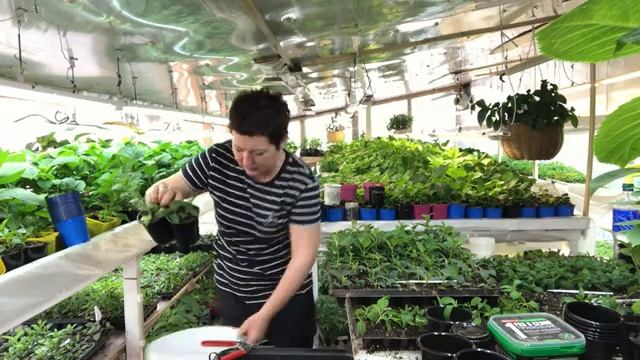 Гортензия Самарская Лидия. Черенкуем и перечеренковываем на ? % смотреть онлайн