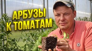 экспериментальная посадка арбуза совместно с томатами