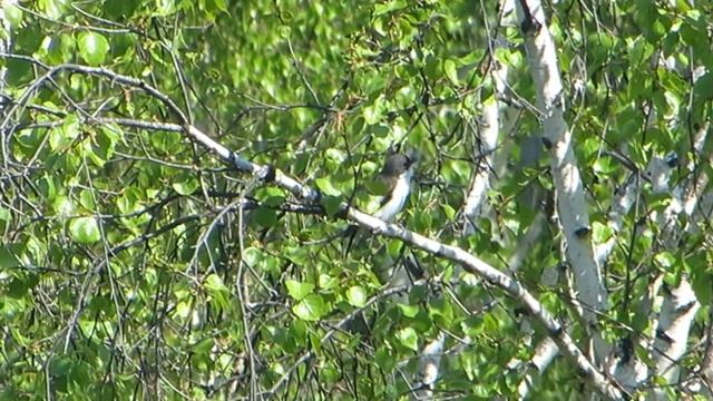 Мухоловка - пеструшка смотреть онлайн