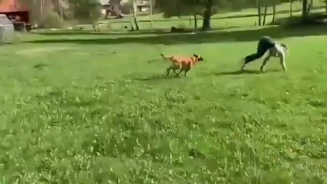 HORSE WOMAN - Mujer del caballo - घोड़े की नाल - ЛОШАДЬ ЖЕНЩИНА - KOBIETA KOŃ смотреть онлайн