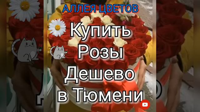 Купить розы дешево в Тюмени. Еще думаете где сделать заказ роз? смотреть онлайн