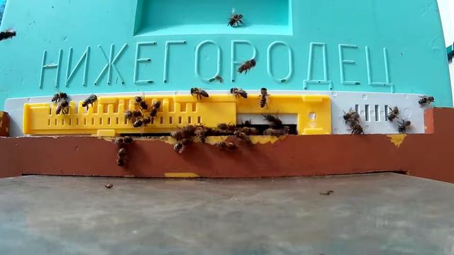 пчела выгоняет трутня улей ППУ "Нижегородец" смотреть онлайн