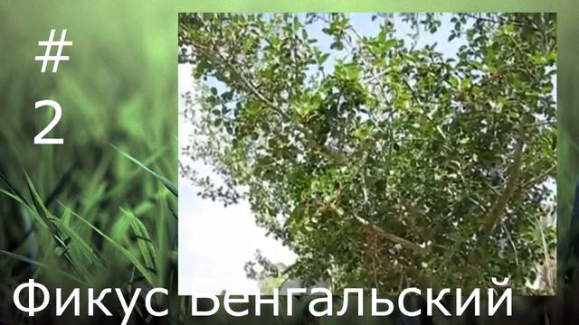 5 РАСТЕНИЙ, КОТОРЫЕ ПОРАЖАЮТ ВООБРАЖЕНИЕ смотреть онлайн