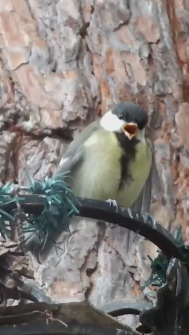 #shorts Птенец синицы кричит