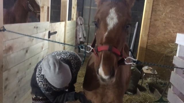 Успели лошадей завести на новую ферму перед настоящей зимой. Готовимся к снежной верховой прогулке смотреть онлайн