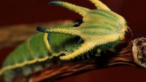 САМЫЕ КРАСИВЫЕ гусеницы в мире! ТОП 10