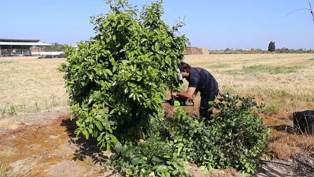 Pruning Yellow Grapefruit Tree (Citrus × Paradisi) - Fruit Trees Care