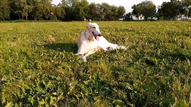 Курсинг. Овчарка против Русской Псовой. смотреть онлайн
