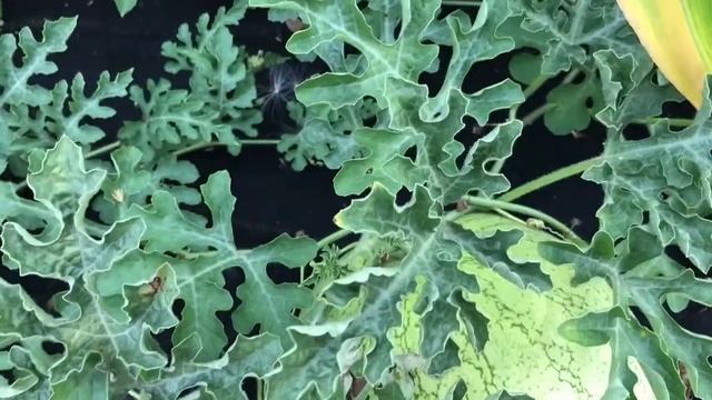 ? Обзор на арбуз ? " Серебряный красавец" F1 от Биотехника смотреть онлайн