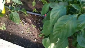 Простейший автополив в теплице своими руками