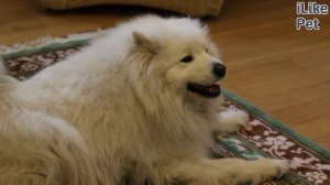 4 особенности содержания самоеда