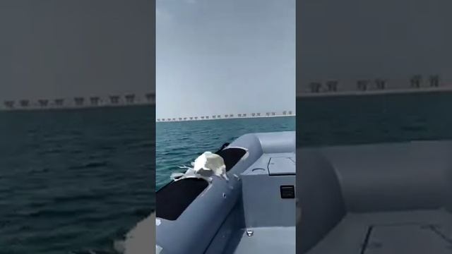ambitious boat Dubai UAE амбициозная лодка 3 Дубай ОАЭ смотреть онлайн