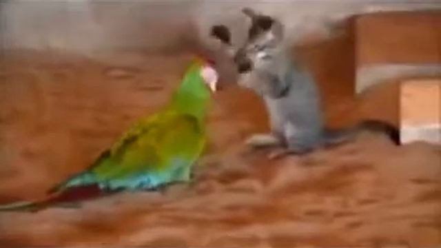 Котенок и попугай Коротенькое смешное видео про животных1 смотреть онлайн