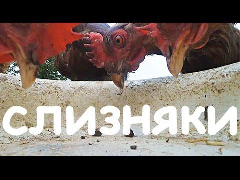 Едят ли куры слизней? смотреть онлайн
