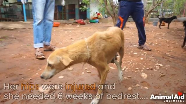 Disabled dog bounces back after weeks of physio therapy. смотреть онлайн