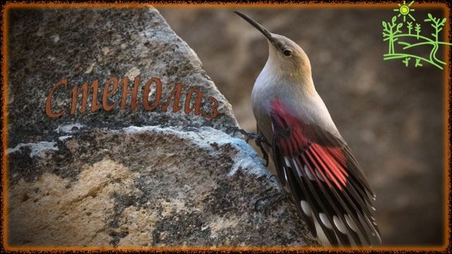 Голоса птиц Как поёт Стенолаз (Tichodroma muraria).mp4 смотреть онлайн