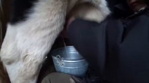 «Чини төлә» Дмитрий Шараев