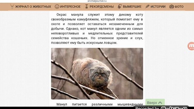 Кто такой манул? Информация о диком коте. смотреть онлайн