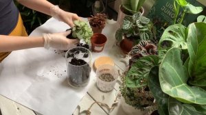 Флорариум с фиттонией