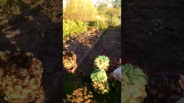 Экспериментальный участок картошки 2017 (видео 2) смотреть онлайн