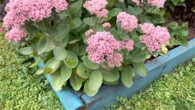 Очитки - часть 2 смотреть онлайн