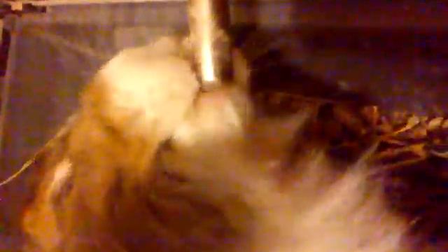 Ушастый водохлёб! =) смотреть онлайн