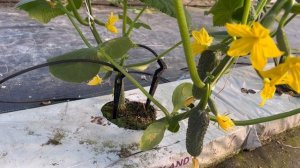 Первые огурцы во 2 теплице))).Огурец Бьерн.BJORN F1.