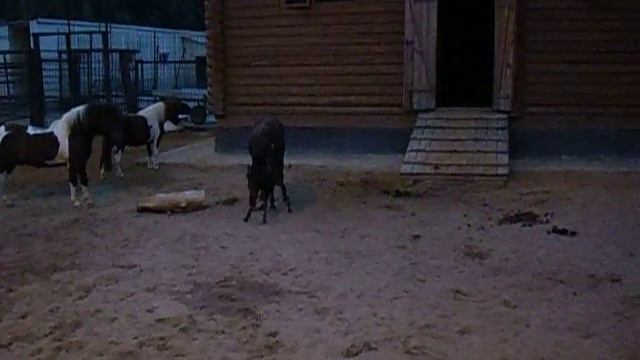 у пони родился-же ребенок.AVI смотреть онлайн