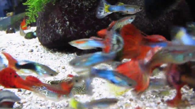 Гуппи . Таблетка для сомов. смотреть онлайн