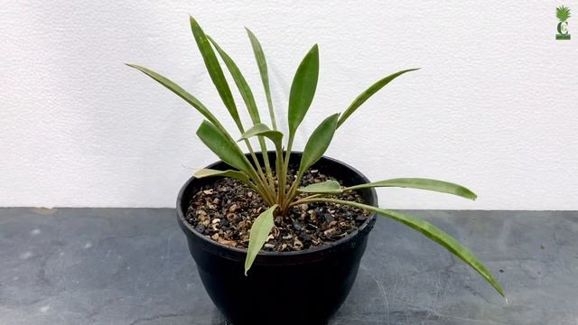Sansevieria | Spoon Leaf Plant || Sansevieria Concinna Dwarf смотреть онлайн