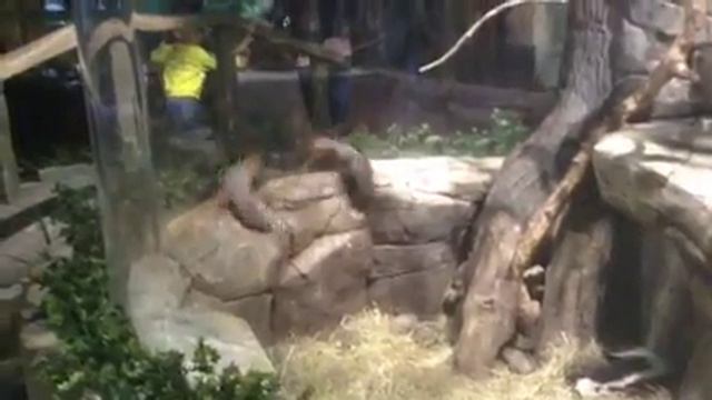 Океанариум Воронеж смотреть онлайн