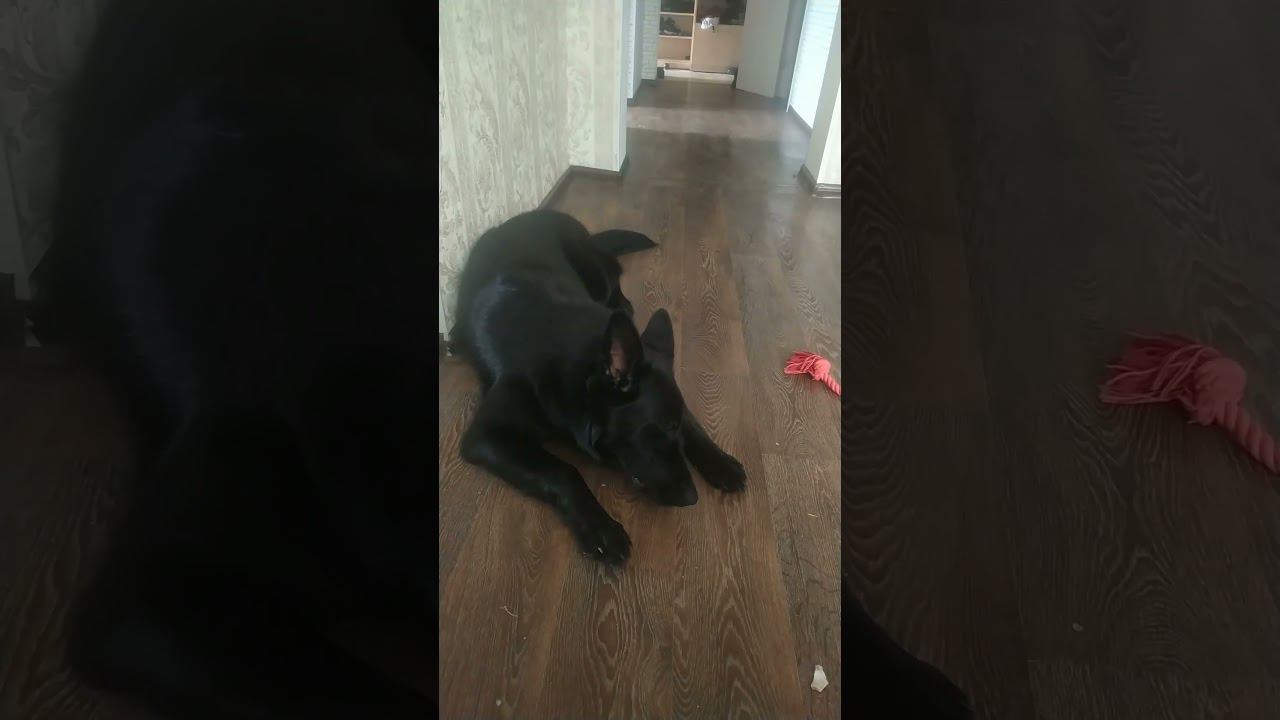 ВЕО черная Восточно Европейская Овчарка 33 смотреть онлайн