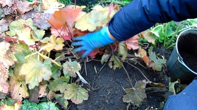 ГОТОВИМ ГЕЙХЕРЫ К ЗИМЕ . КАКИЕ ГЕЙХЕРЫ НЕ СМОГУТ ПЕРЕЗИМОВАТЬ . КАК СПАСТИ "НЕЖНЫЕ" СОРТА . смотреть онлайн