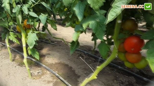 Томат Атія F1 (Rijk Zwaan) Культура в полі смотреть онлайн