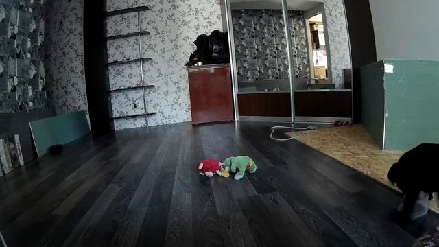 Любимая игрушка лабрадора смотреть онлайн