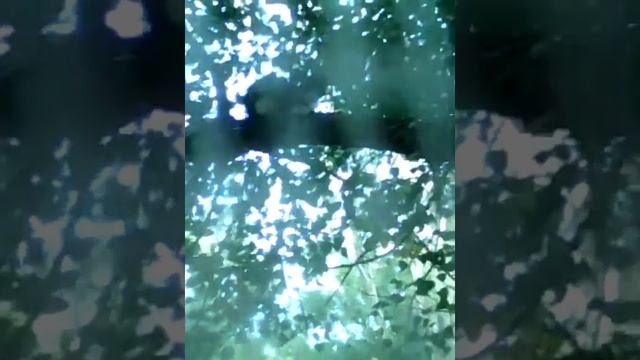 Кот загнал кошку на дерево. Что делать? смотреть онлайн