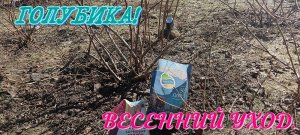 Голубика! Весенний уход.