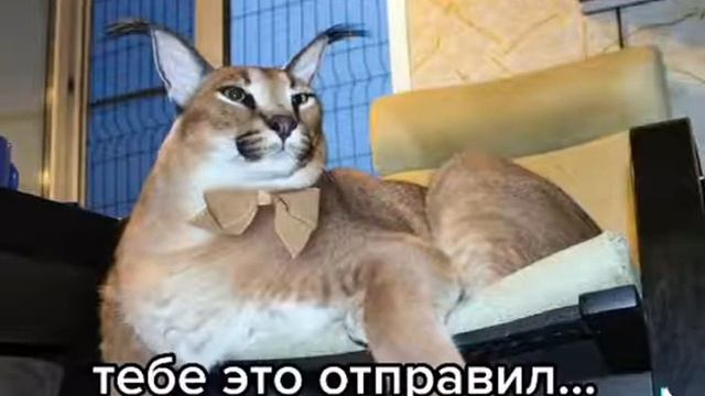 крутой шлепа #шлепа #каракал #шлепамем #floppa #floopamems смотреть онлайн