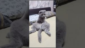 котэ