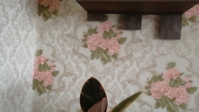 Каллизия и фикус растут в одном вазоне. смотреть онлайн