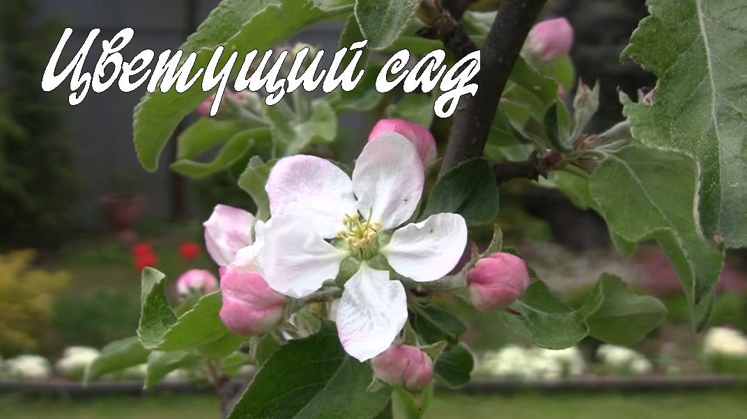 Цветущий сад. Дачные картинки 2023 смотреть онлайн